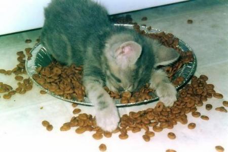 chat m'endort